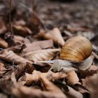 Weinbergschnecke