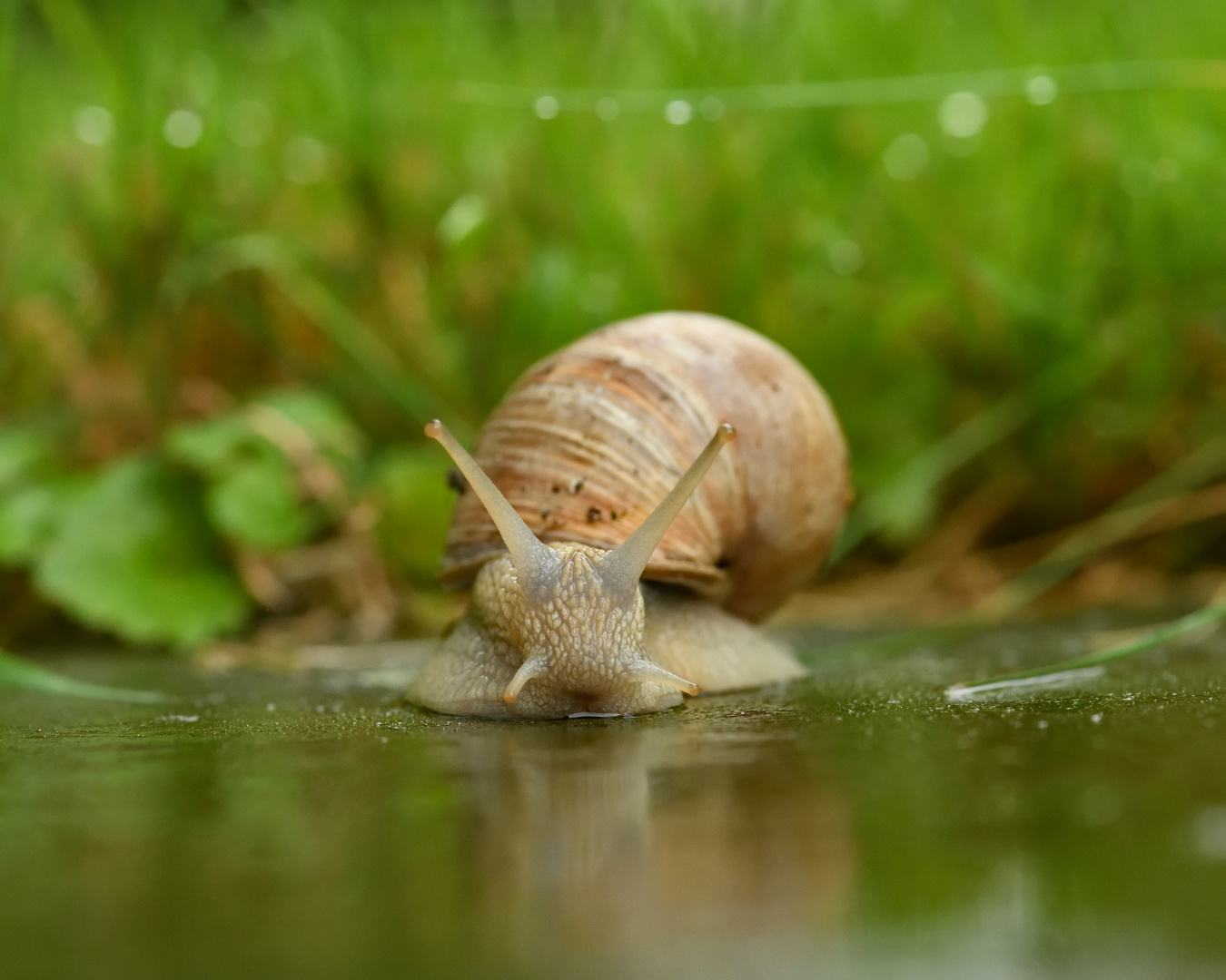 Weinbergschnecke