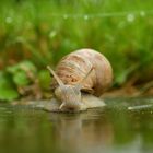 Weinbergschnecke