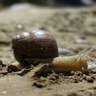 Weinbergschnecke