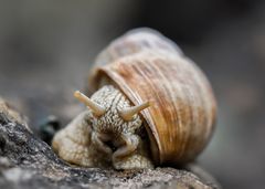 Weinbergschnecke