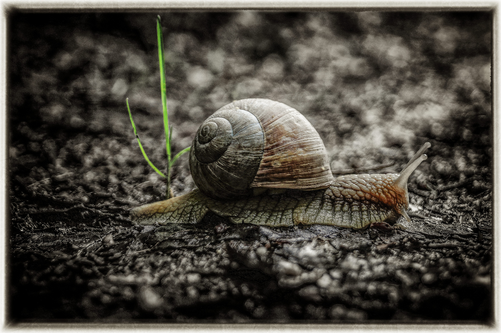 Weinbergschnecke