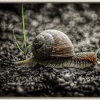 Weinbergschnecke