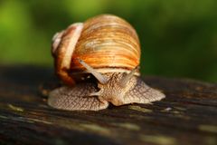 Weinbergschnecke