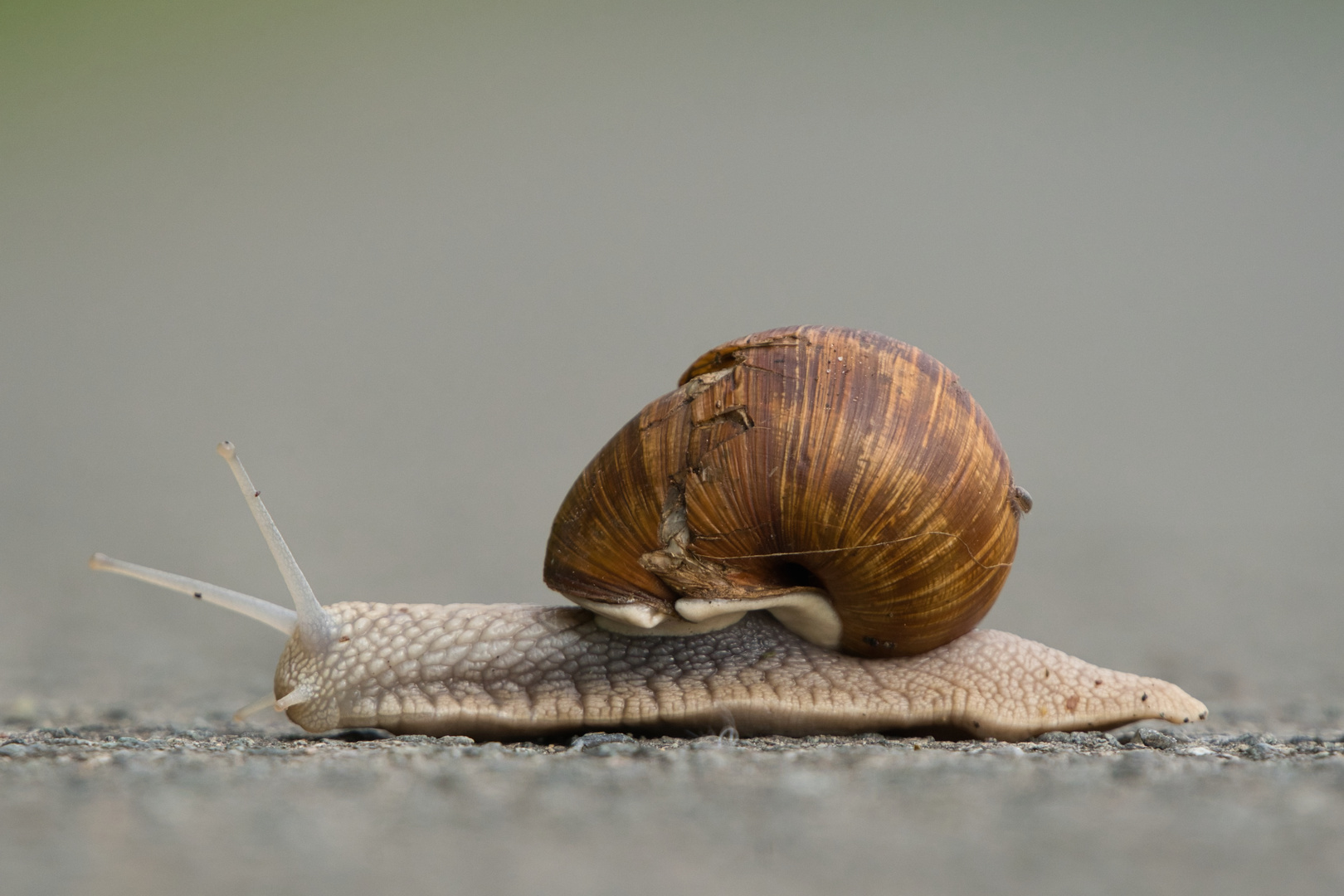 Weinbergschnecke