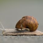 Weinbergschnecke