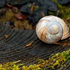 Weinbergschnecke