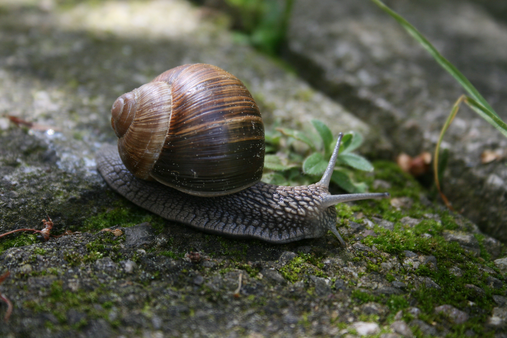 Weinbergschnecke