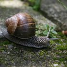 Weinbergschnecke