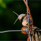 Weinbergschnecke