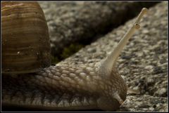 Weinbergschnecke (3)