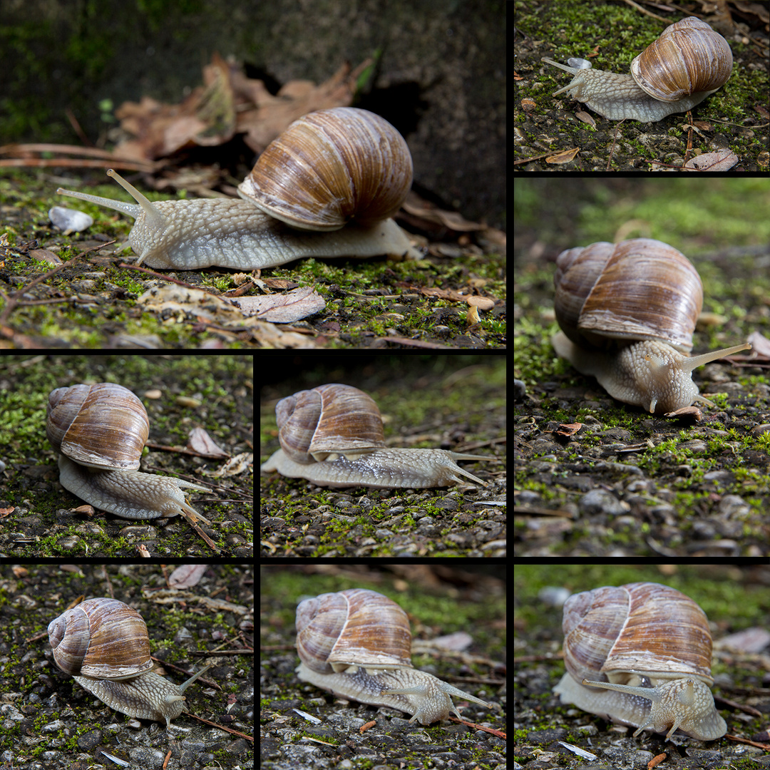 Weinbergschnecke