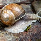 Weinbergschnecke