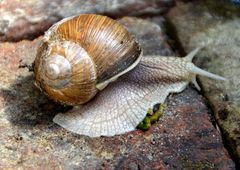 Weinbergschnecke