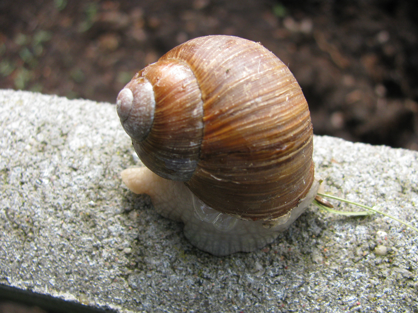 Weinbergschnecke