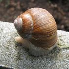 Weinbergschnecke