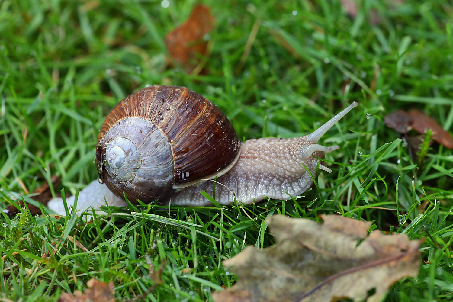 Weinbergschnecke