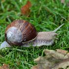 Weinbergschnecke