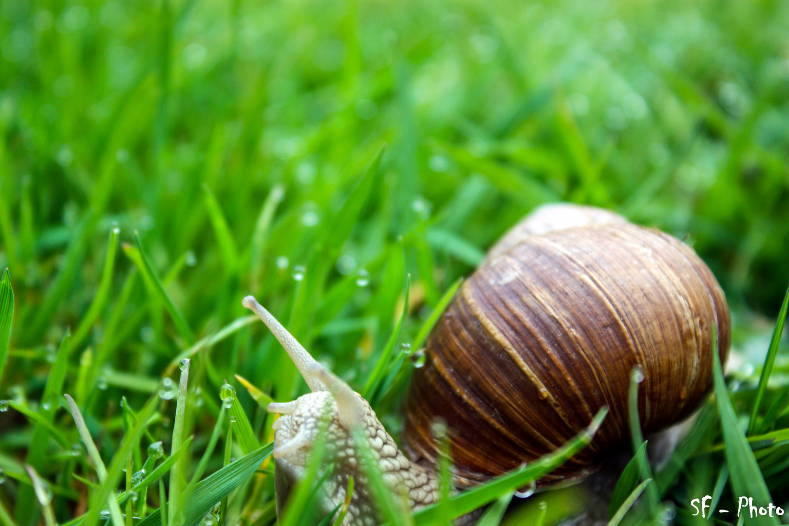 Weinbergschnecke