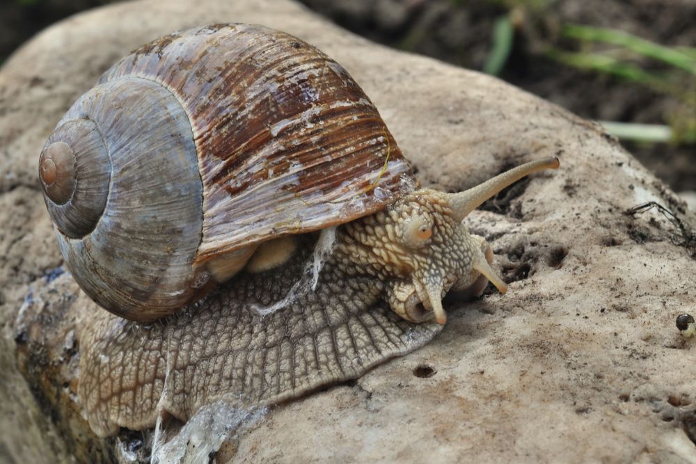 Weinbergschnecke