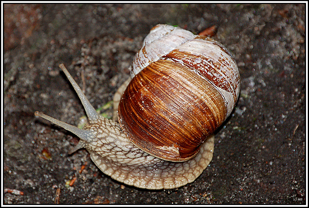 Weinbergschnecke