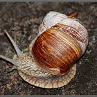 Weinbergschnecke