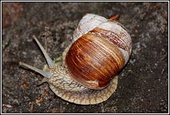 Weinbergschnecke