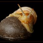 Weinbergschnecke