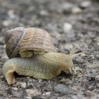 Weinbergschnecke