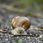 Weinbergschnecke