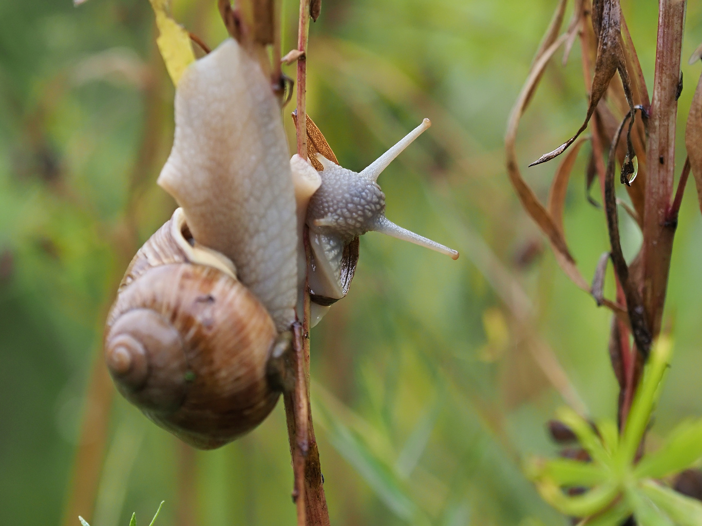 Weinbergschnecke