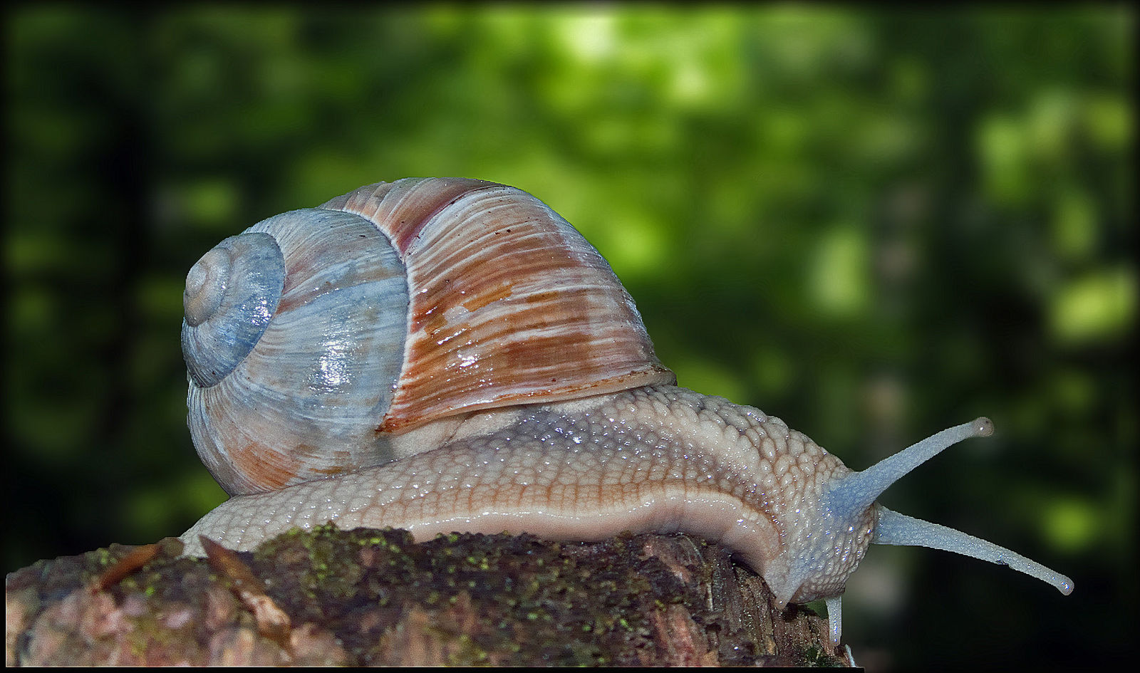 Weinbergschnecke