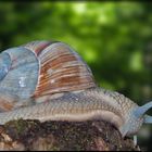 Weinbergschnecke