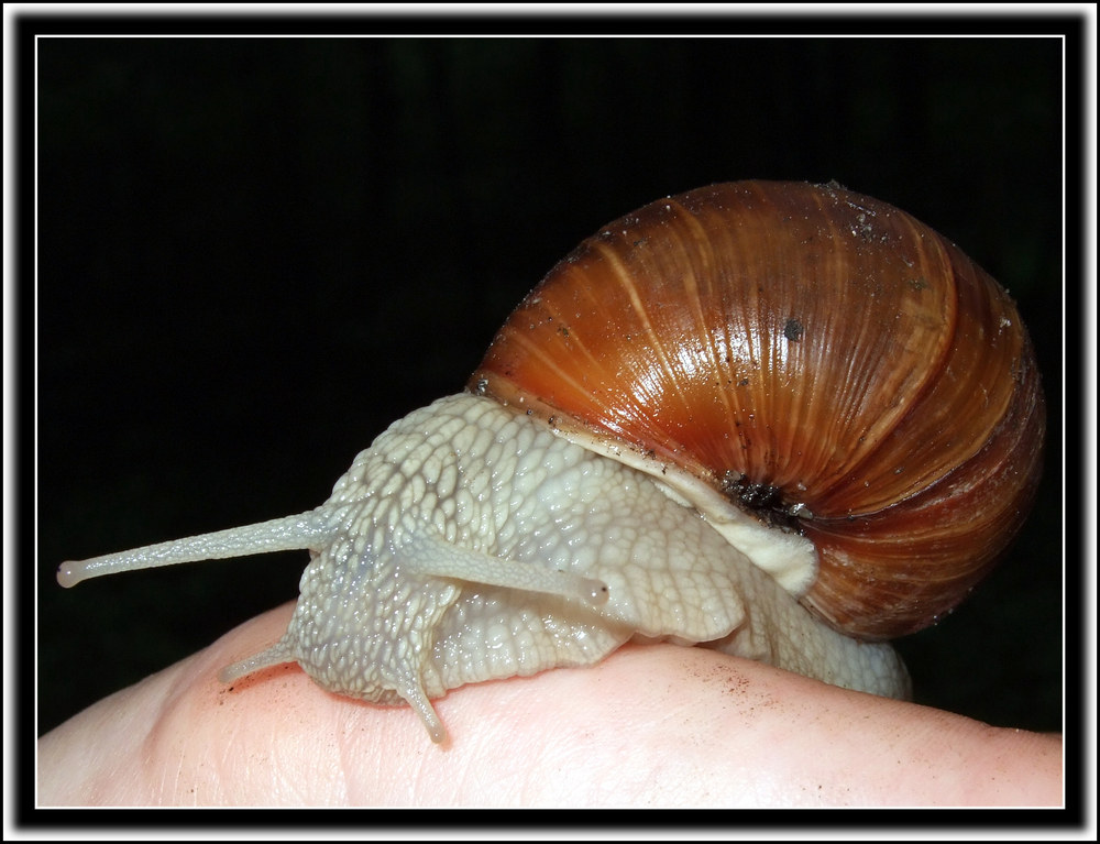 Weinbergschnecke