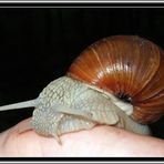 Weinbergschnecke