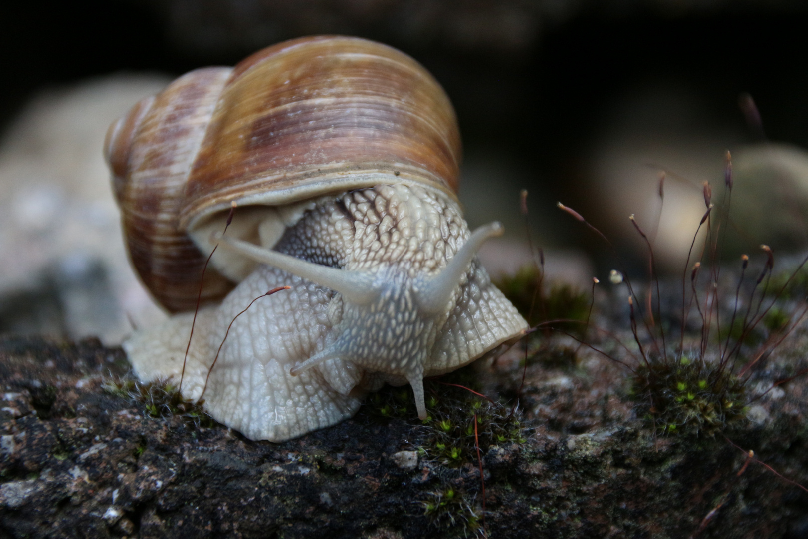 Weinbergschnecke