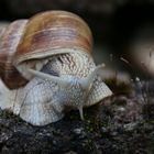 Weinbergschnecke