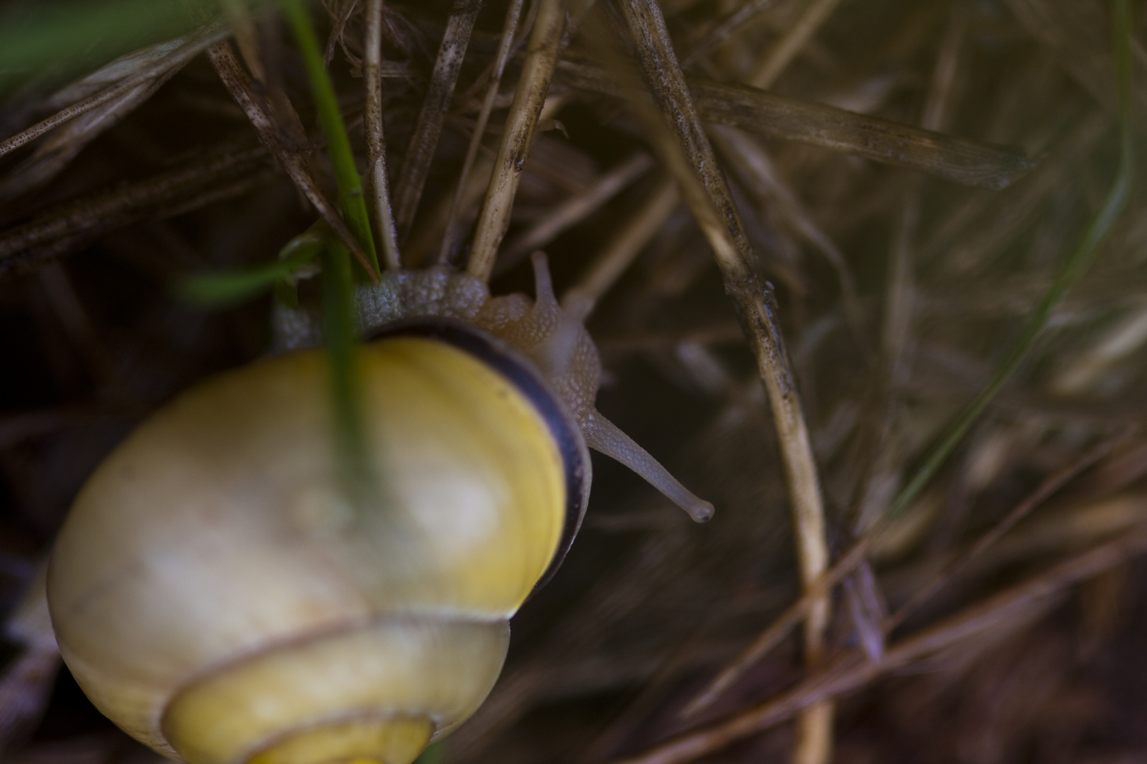 Weinbergschnecke