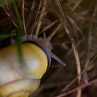 Weinbergschnecke