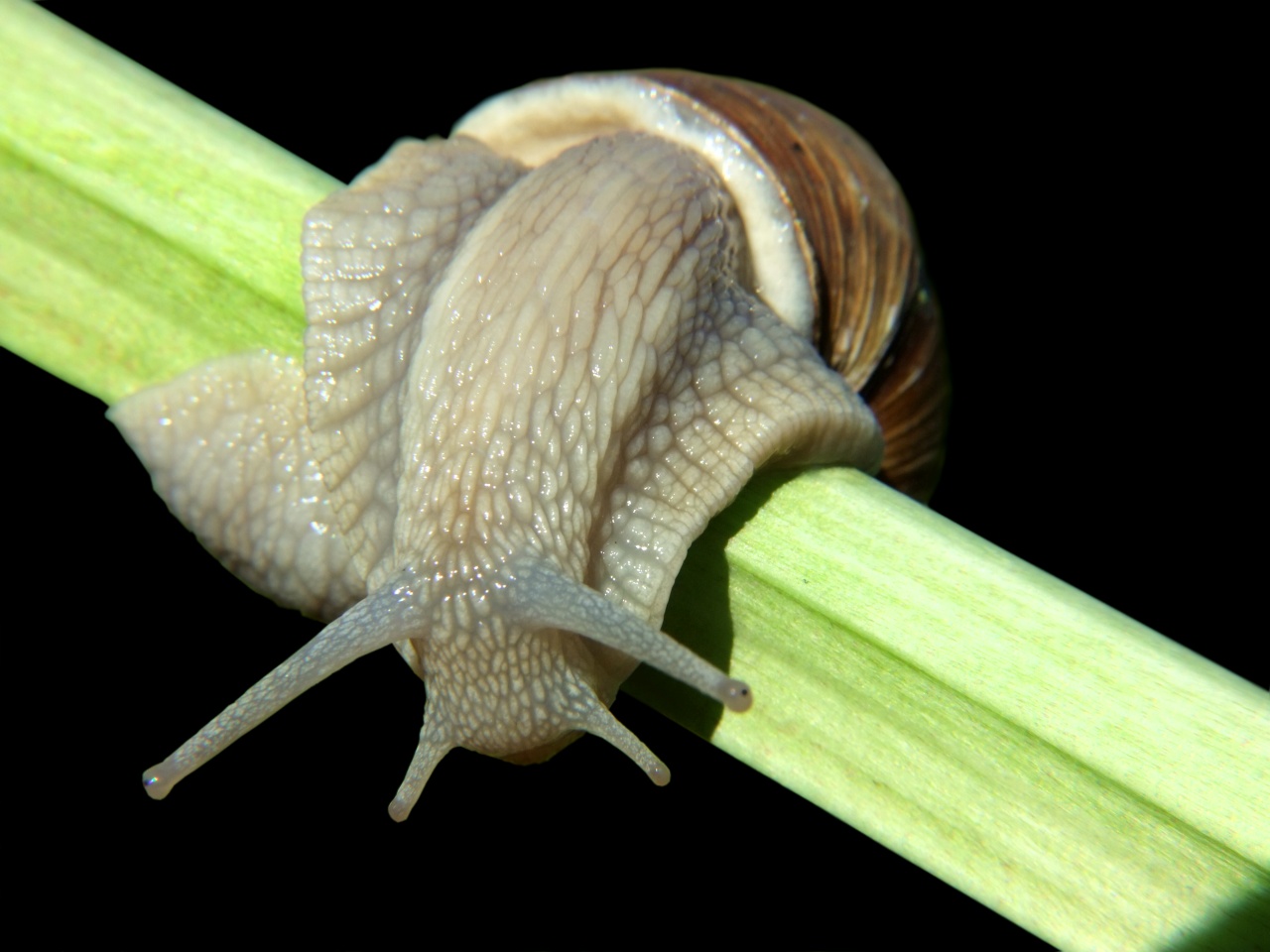 Weinbergschnecke