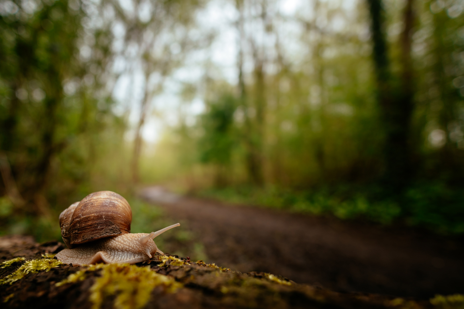 Weinbergschnecke