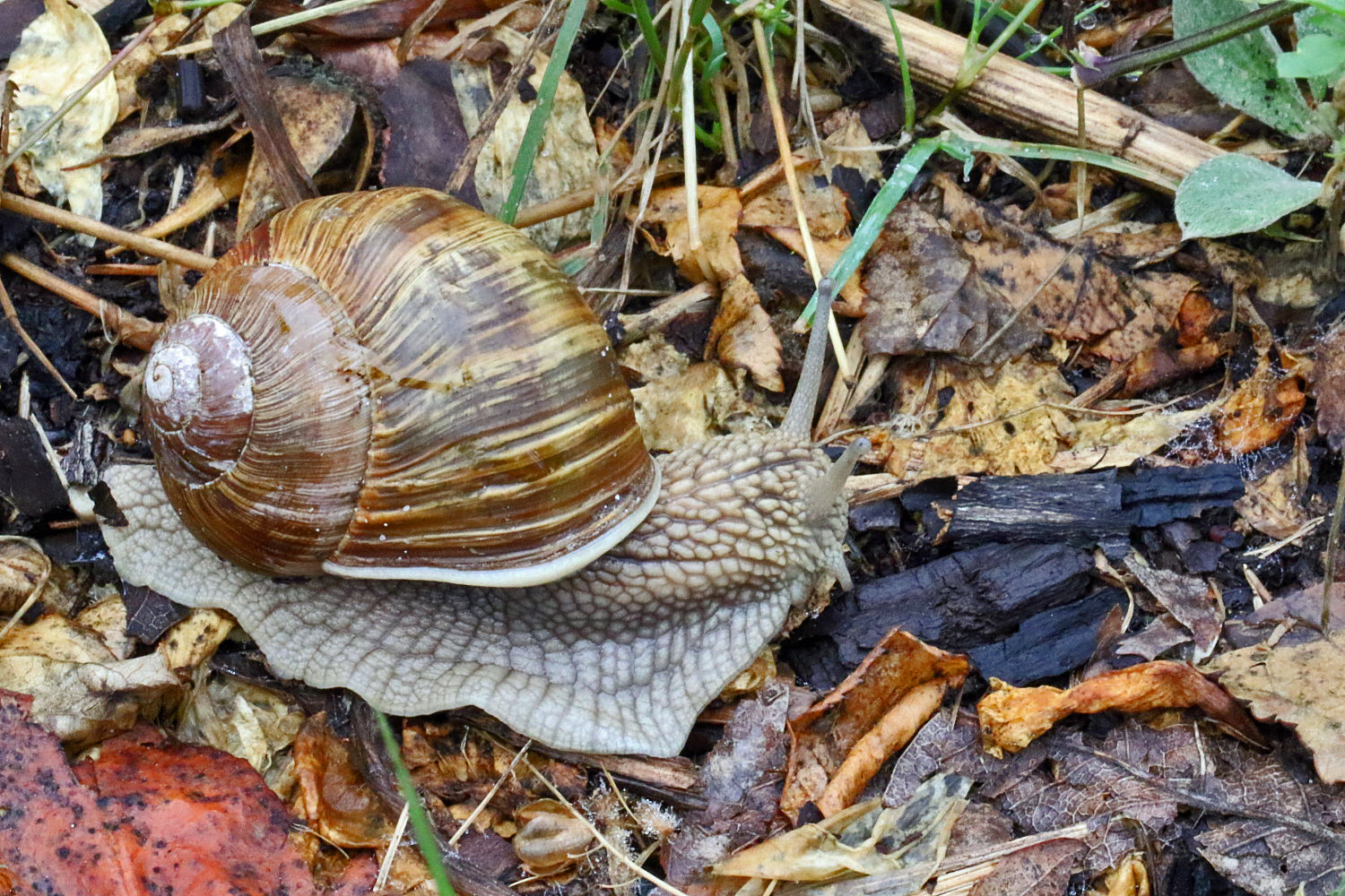 Weinbergschnecke Foto & Bild verschiedenes, fotos, sommer Bilder auf