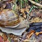 Weinbergschnecke