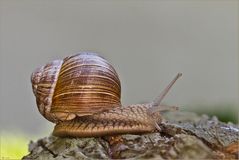 Weinbergschnecke