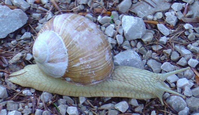 Weinbergschnecke