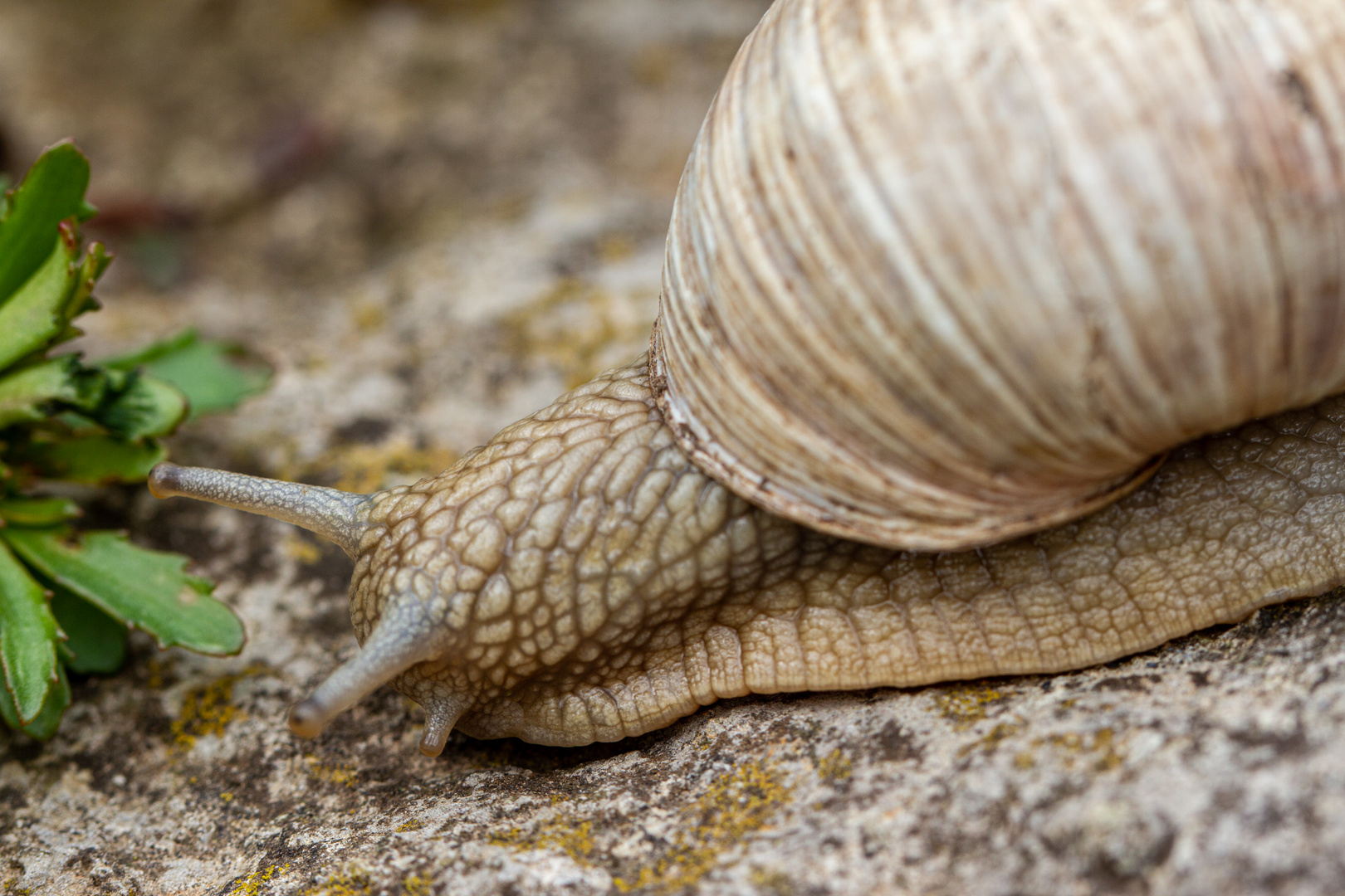 Weinbergschnecke