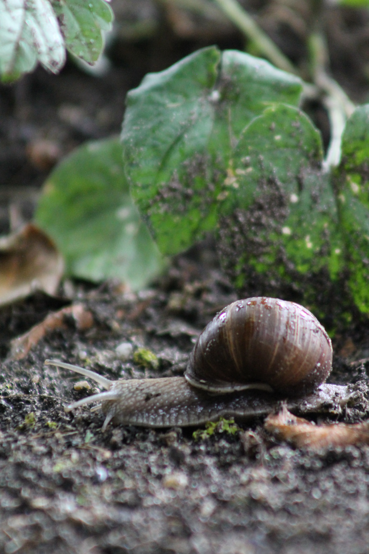 Weinbergschnecke