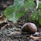 Weinbergschnecke