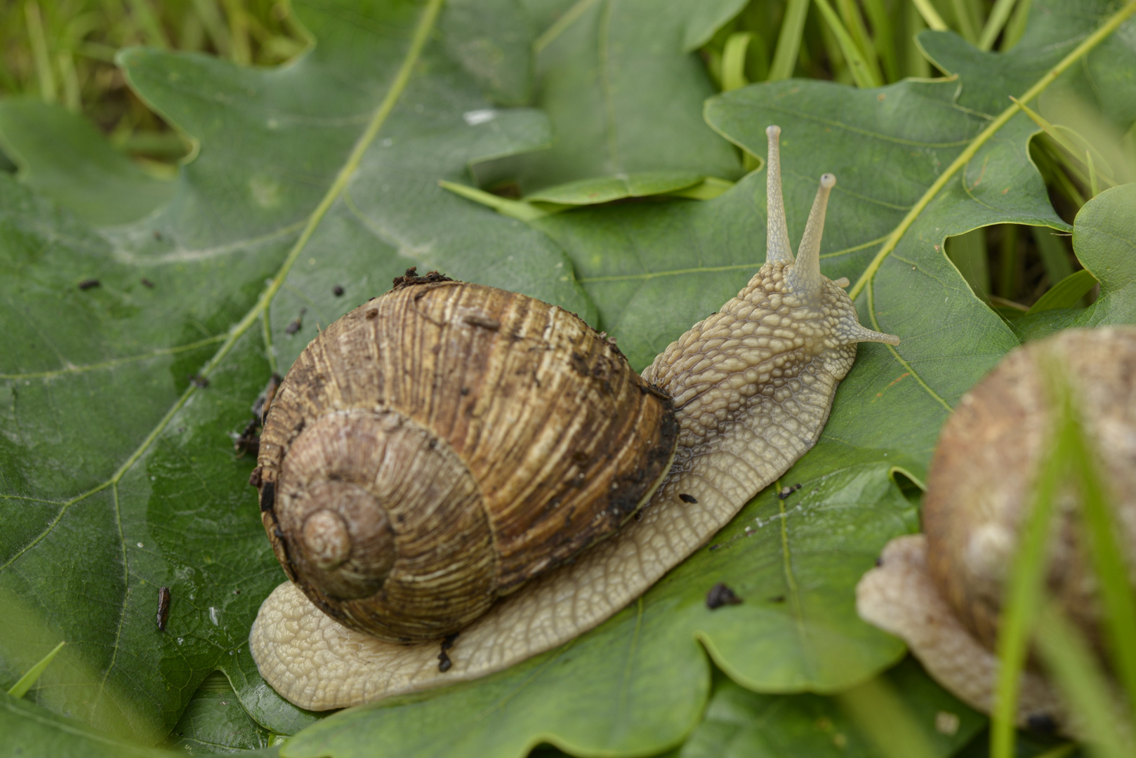 Weinbergschnecke