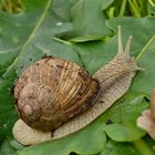 Weinbergschnecke